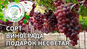 Сорт винограда Подарок Несветая.  Описание сорта винограда Подарок Несветая.