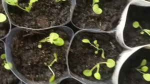 #пикировка#петуния#райская птичка. 11.02.2024.