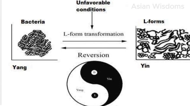 Yin Yang Theory Explained in details - Chinese Philosophy Guide #2 (+ A Blessing In Disguise Story) смотреть онлайн