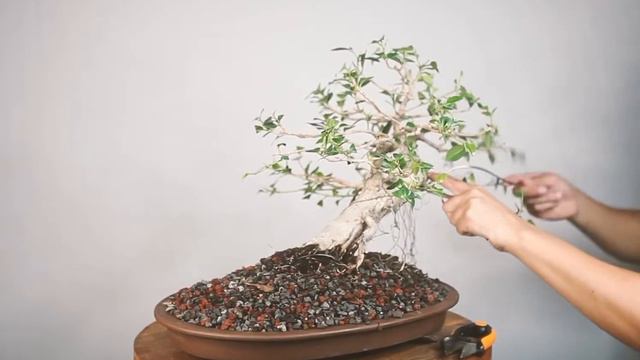 Defoliating and wiring a Green Island Ficus Bonsai tree смотреть онлайн