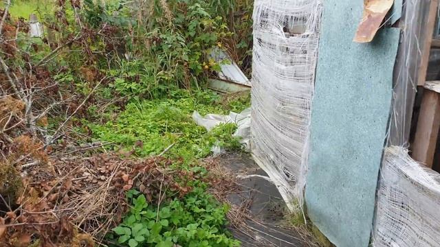 #влог#дача#урожай#виноград Купили дачу Сезон 1 серия 17. Убрались на участке,что в огороде,планы. смотреть онлайн