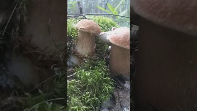 Белые грибы.Сказочный лес. смотреть онлайн