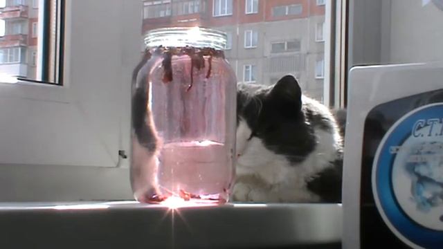 Настой из цветов Гибискус, или каркаде. смотреть онлайн