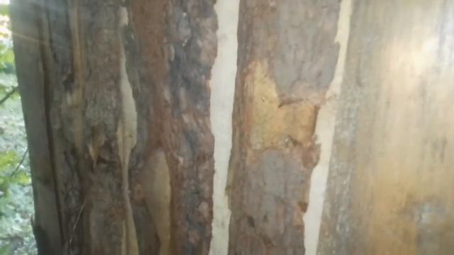 Туалет из горбыля часть 1 смотреть онлайн