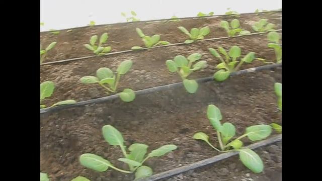 Как лучше использовать агроволокно в теплице? Укрывные материалы в теплице. Капуста в теплице. смотреть онлайн