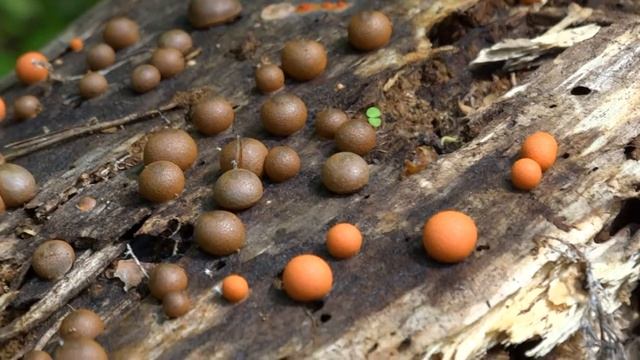 Ликогала древесинная (Lycogala Epidendrum)