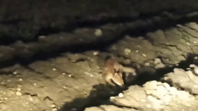 #лис в естественной среде обитания смотреть онлайн