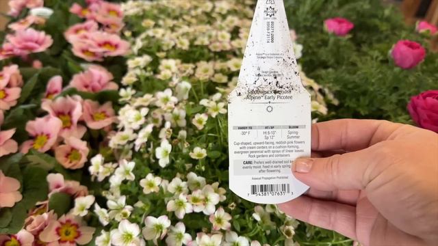 New Plant Load & Spring Window Display at the Garden Center! 🌸🍓🥦 // Garden Answer смотреть онлайн