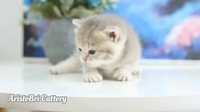 AristoBri Hermione - Blue Golden Shaded Munchkin смотреть онлайн