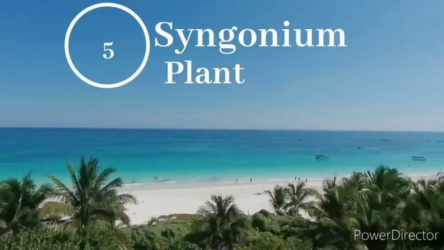 Best Indoor Plants India | Best Indoor Plants for Clean Air | Top 10 Indoor plants in India смотреть онлайн