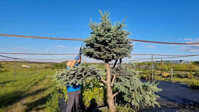 Как подстричь Ель бонсай? смотреть онлайн