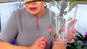 Орхидеи живут даже без грунта в открытой системе! Корни растут!