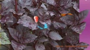 Базилик овощной Арарат (ararat) ? овощной базилик Арарат обзор: как сажать, семена базилика Арарат