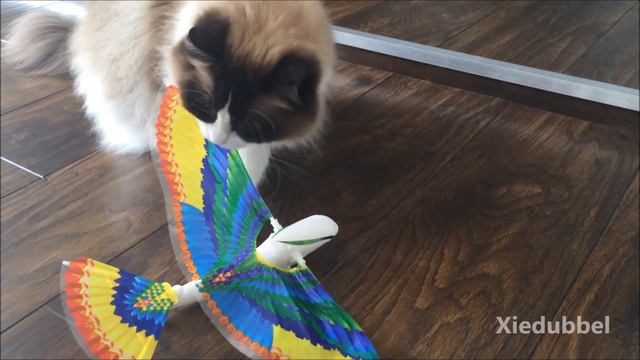 Cat ruined noisy toy bird (Timo the Ragdoll Cat) смотреть онлайн