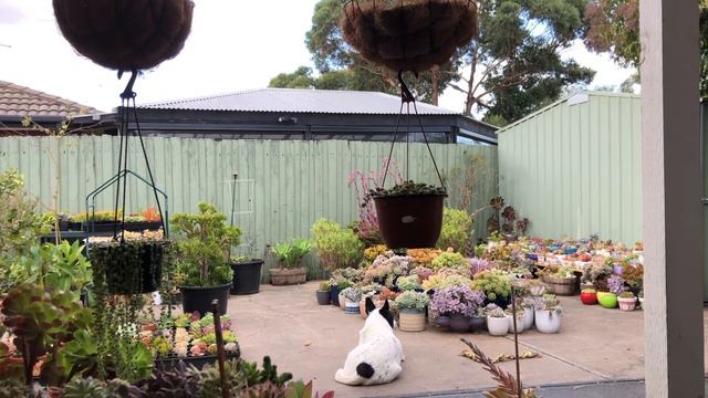Succulent Vlog. An informal chat about who were my inspirations to get into Succulents. смотреть онлайн