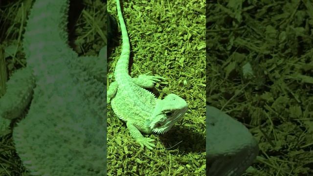 Central Bearded Dragon смотреть онлайн