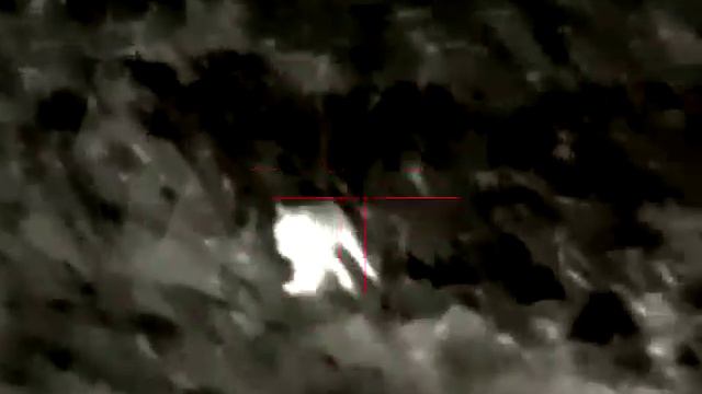 Охота на волка на вабу. охота с тепловизором iray. смотреть онлайн