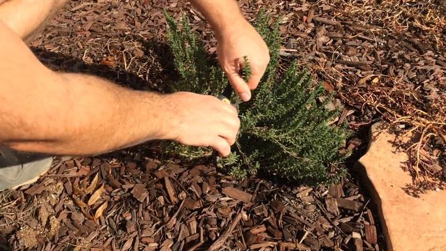 Herb Over Winter - Winter Savory (Pruning)