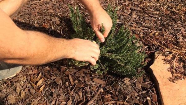 Herb Over Winter - Winter Savory (Pruning)