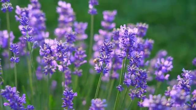 Música Relajante Alivia el Estrés Calma el Corazón Con Abejas - Relaja el espíritu, alivia la fatig смотреть онлайн