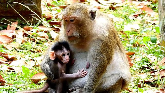 Baby Dito Monkey Looking So Cute And Want To Training Walk , ASMR Grooming