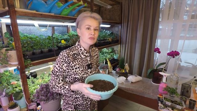 КАК ПРАВИЛЬНО ПОСЕЯТЬ СЕМЕНА ЦВЕТОВ И ВЫРАСТИТЬ КРЕПКУЮ РАССАДУ смотреть онлайн