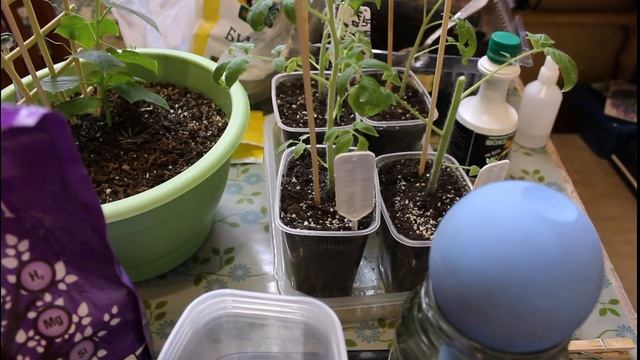 Что делать если томаты вытянулись (экспериментальные томаты) смотреть онлайн