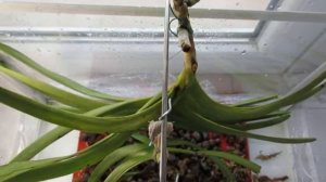 Орхидеи Ванда и Аскоценда - РЕАНИМАЦИЯ - КАК НЕ НАДО ДЕЛАТЬ