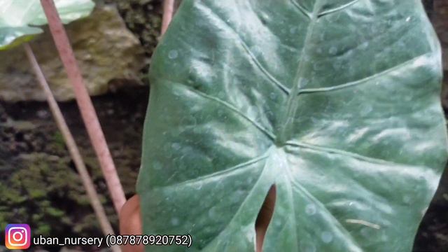Sente Ireng Naik || Alokasia Plumbea Nigra Variegata