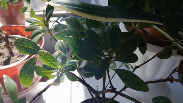 Всем любителям цветущих балконов! смотреть онлайн