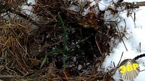 Трахикарпус  в средней полосе