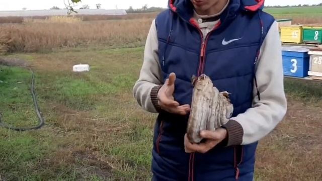 Лайфхак как легко разжечь дымарь смотреть онлайн