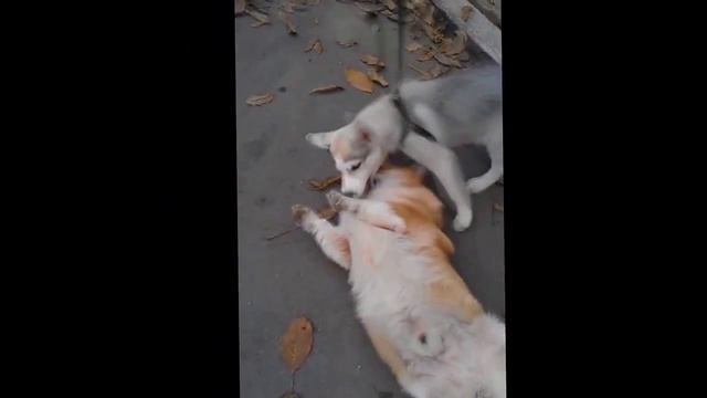 хаски и вельш-корги смотреть онлайн