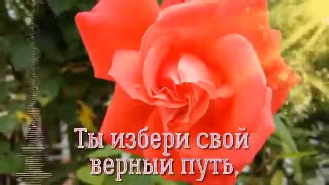 Ароматные розы смотреть онлайн