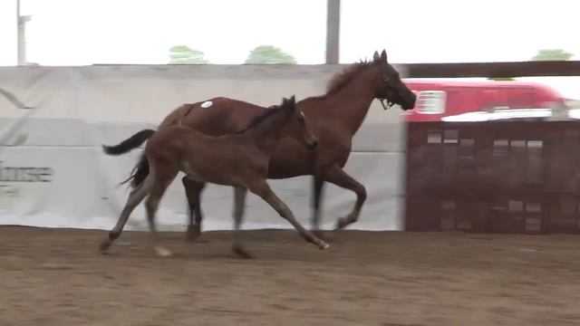 Lot Number 44 Unnamed Showjumping Bay Colt By HHS CORNET GUIDAM смотреть онлайн