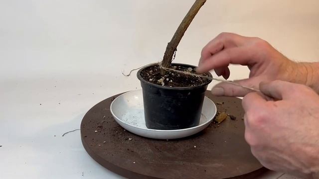 Bonsai. Winobluszcz Pięciolistkowy Parthenocissus Quinquefolia