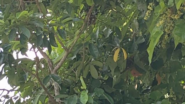 WILD GREEN TREE PYTHON. смотреть онлайн