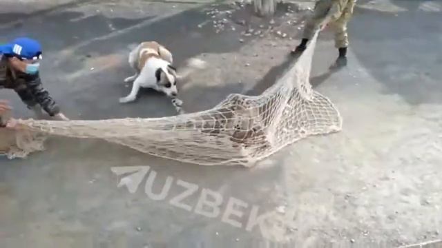 Тигр чуть не съел человека смотреть онлайн