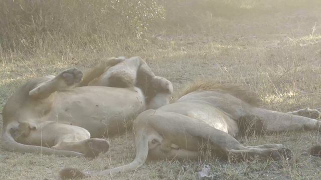 Savanna Safari Diary Episode 16 смотреть онлайн