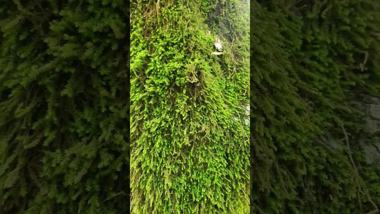 Mountain Forest and Secret #waterfall смотреть онлайн