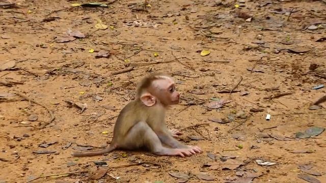 So Im-perm-anent! Why Tiny Leo get Des-tiny like this... смотреть онлайн