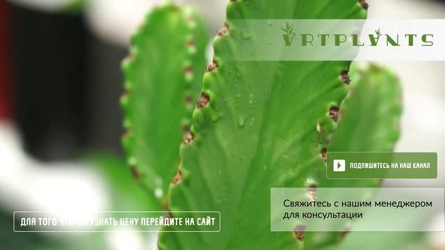 ARTPLANTS - фитокартина смотреть онлайн