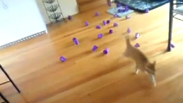 Кошачий боулинг смотреть онлайн