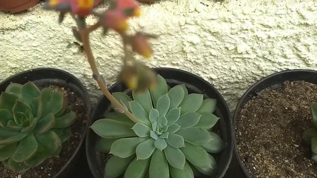 Echeveria Pampa com flores! смотреть онлайн