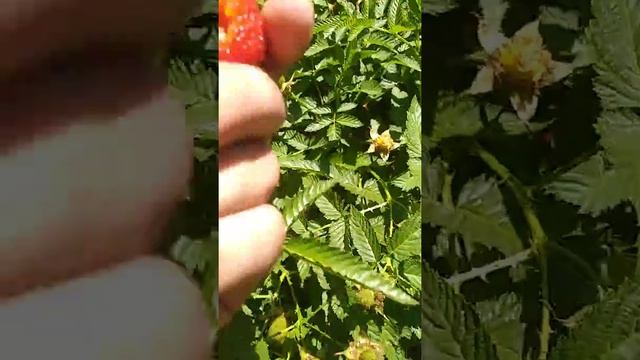 Тибетская малина МЯО МЯО смотреть онлайн