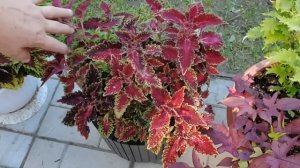 Обзор королевства колеусов- 200 сортов. Не обычные миксы с колеусами.