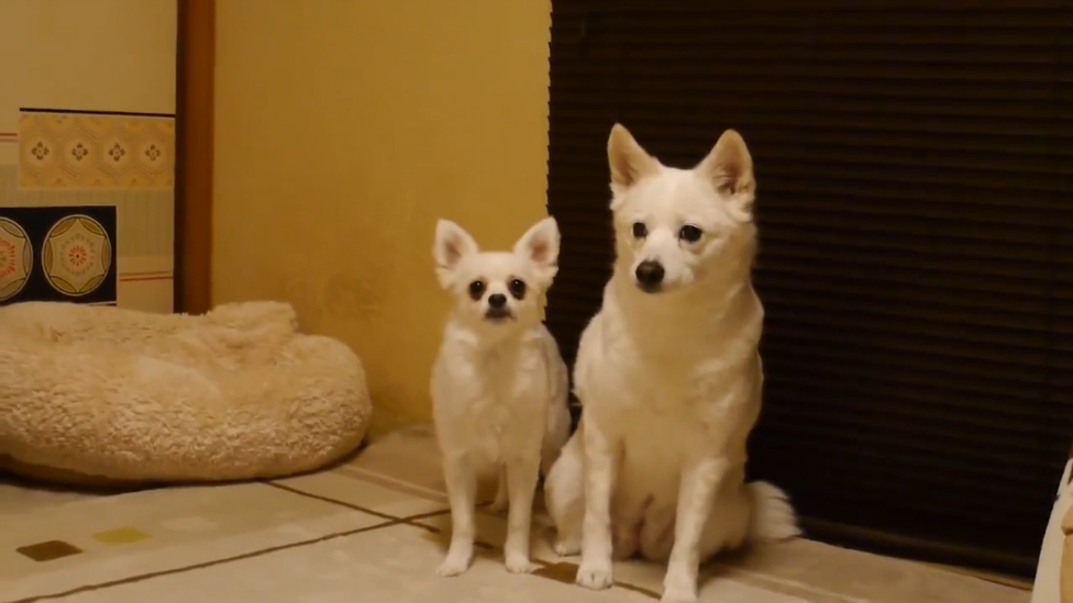 Самая раздражающая собака смотреть онлайн