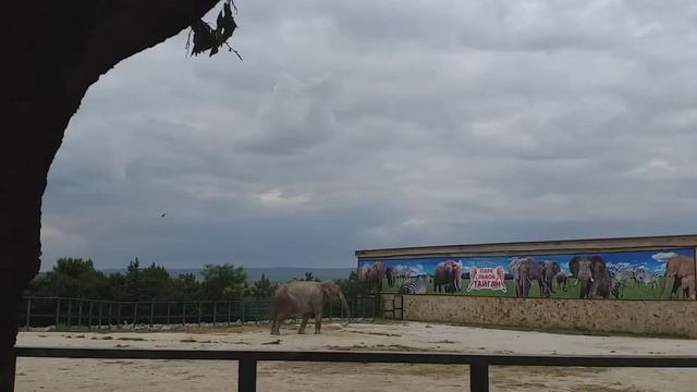 Крим, Тайган, парк ЛЬВОВ смотреть онлайн