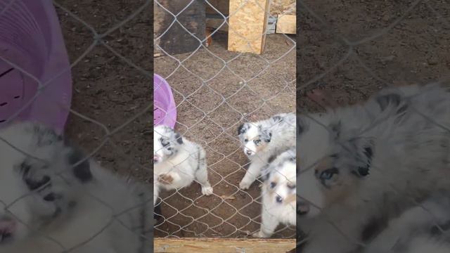 как выбрать щенка?) они все такие классные ☺🐶 #аусси #щенки смотреть онлайн
