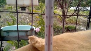 Коптильня горячего копчения из бочки